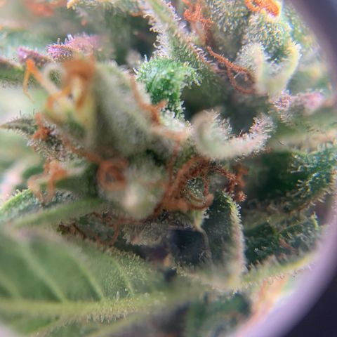 Northern Light Automatic 2024 Freebie growlog timeline photo