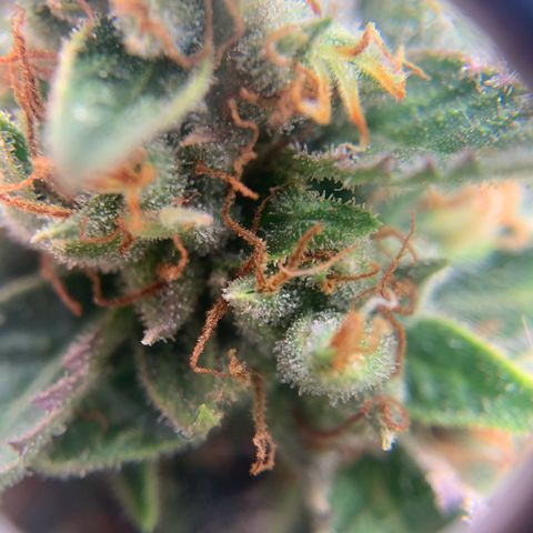 Northern Light Automatic 2024 Freebie growlog timeline photo