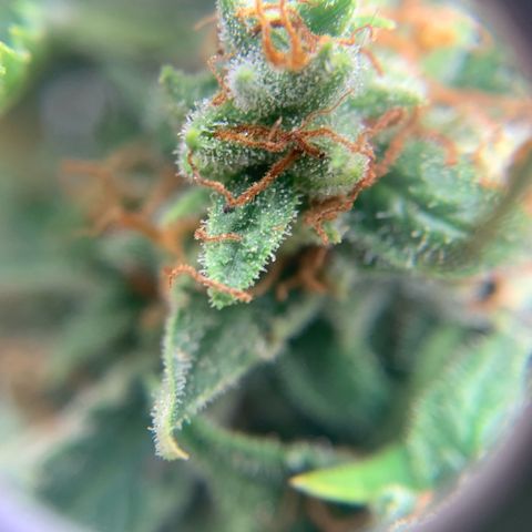 Northern Light Automatic 2024 Freebie growlog timeline photo
