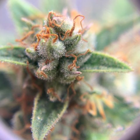 Northern Light Automatic 2024 Freebie growlog timeline photo