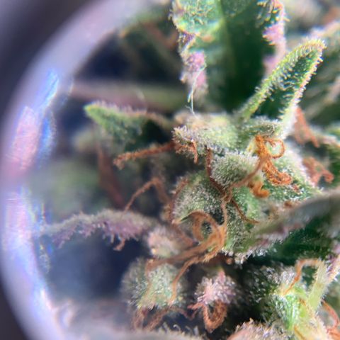 Northern Light Automatic 2024 Freebie growlog timeline photo