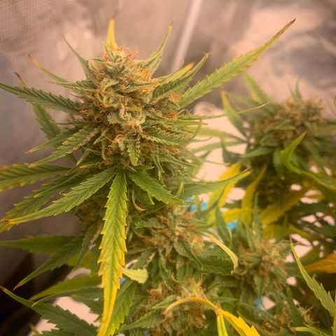 Northern Light Automatic 2024 Freebie growlog photo: Thinking she locked out. 