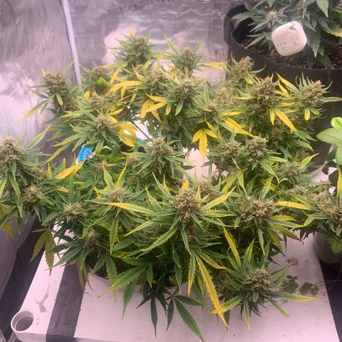 Northern Light Automatic 2024 Freebie growlog photo: Thinking she locked out. 