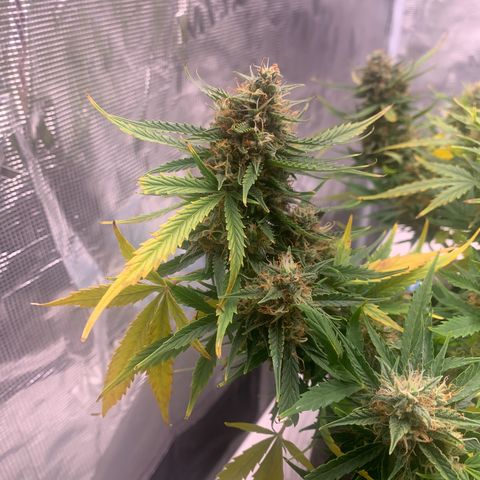 Northern Light Automatic 2024 Freebie growlog photo: Thinking she locked out. 