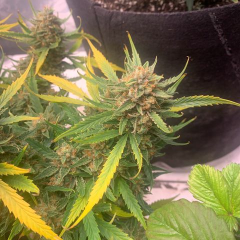 Northern Light Automatic 2024 Freebie growlog photo: Thinking she locked out. 