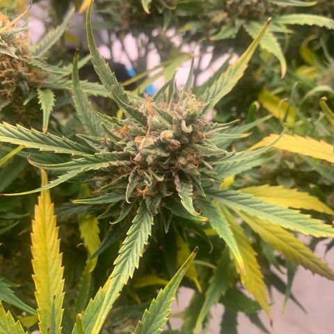 Northern Light Automatic 2024 Freebie growlog photo: Thinking she locked out. 
