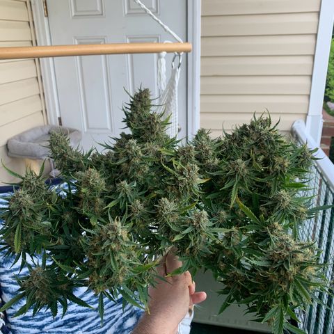 Northern Light Automatic 2024 Freebie growlog timeline photo