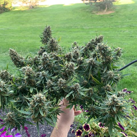 Northern Light Automatic 2024 Freebie growlog timeline photo