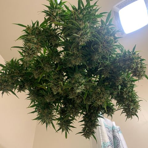 Northern Light Automatic 2024 Freebie growlog timeline photo