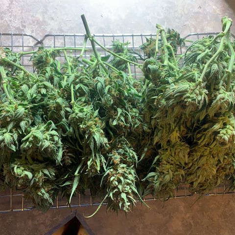 Northern Light Automatic 2024 Freebie growlog timeline photo