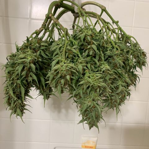 Northern Light Automatic 2024 Freebie growlog timeline photo