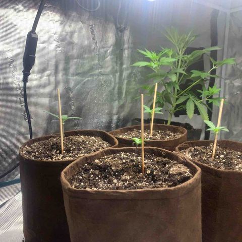 Northern Light Automatic #1 growlog timeline photo