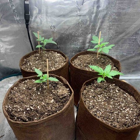 Northern Light Automatic #1 growlog timeline photo