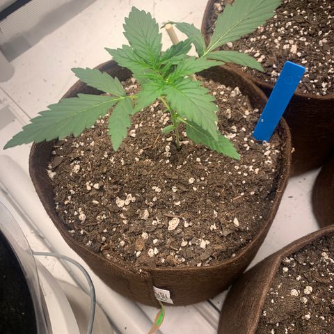 Northern Light Automatic #1 growlog timeline photo