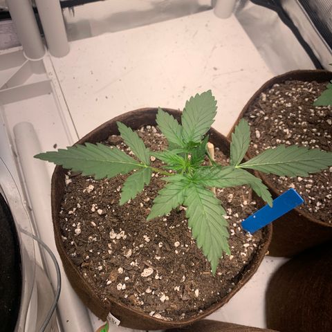 Northern Light Automatic #1 growlog timeline photo