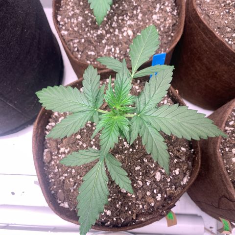 Northern Light Automatic #1 growlog timeline photo