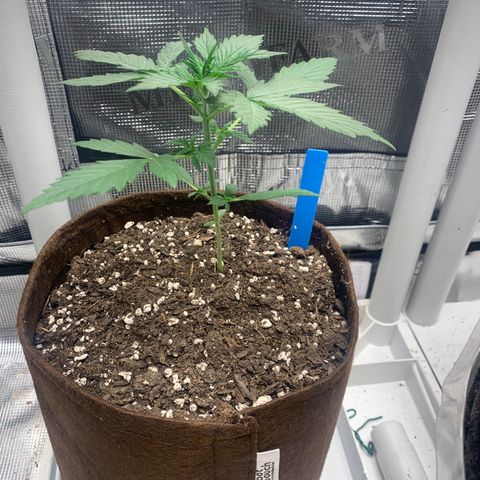 Northern Light Automatic #1 growlog timeline photo