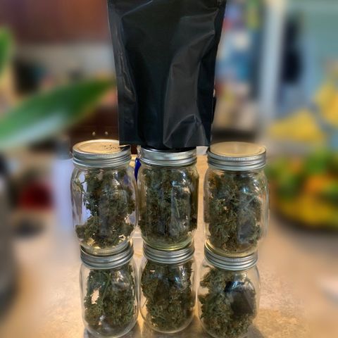 Northern Light Automatic 2024 Freebie growlog timeline photo
