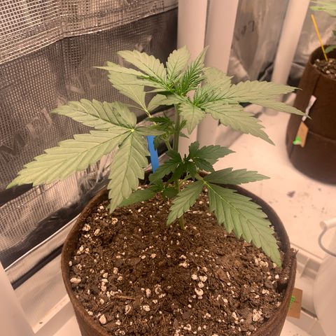 Northern Light Automatic #1 growlog timeline photo