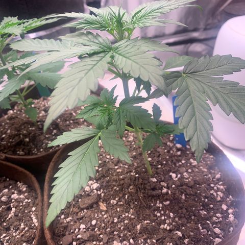 Northern Light Automatic #1 growlog timeline photo