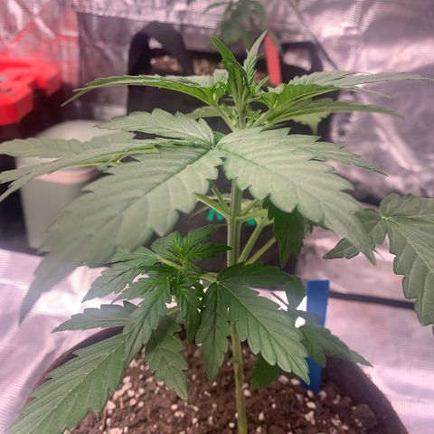 Northern Light Automatic #1 growlog timeline photo