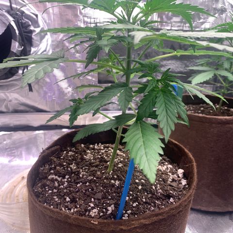 Northern Light Automatic #1 growlog timeline photo