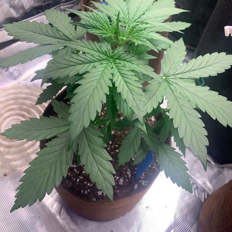 Northern Light Automatic #1 growlog timeline photo