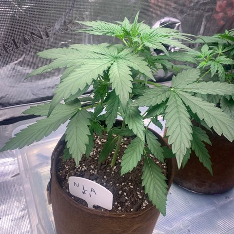 Northern Light Automatic #1 growlog timeline photo