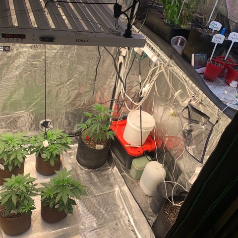Northern Light Automatic #1 growlog timeline photo