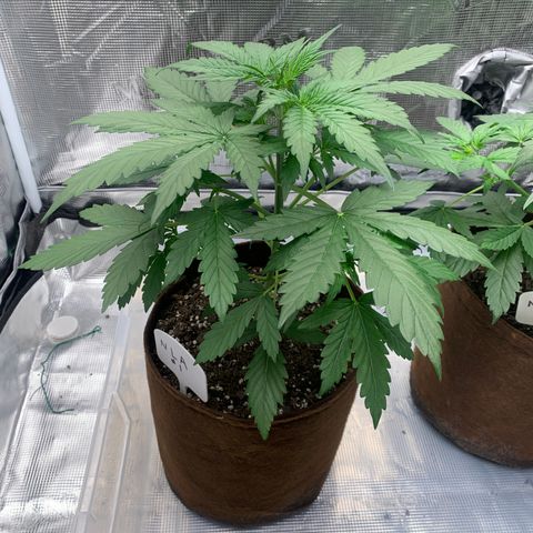 Northern Light Automatic #1 growlog timeline photo