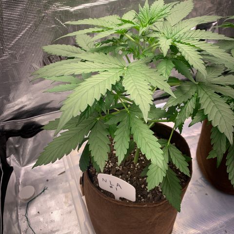 Northern Light Automatic #1 growlog timeline photo