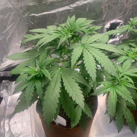 Northern Light Automatic #1 growlog timeline photo