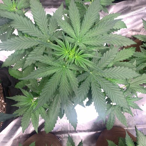 Northern Light Automatic #1 growlog timeline photo