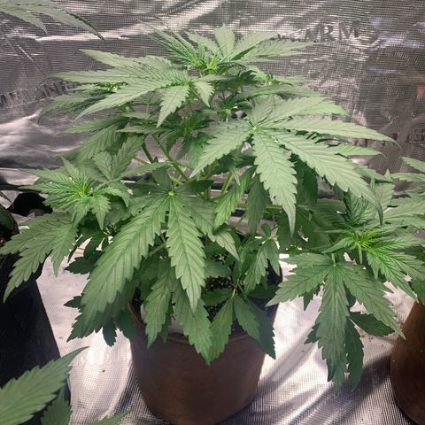 Northern Light Automatic #1 growlog timeline photo