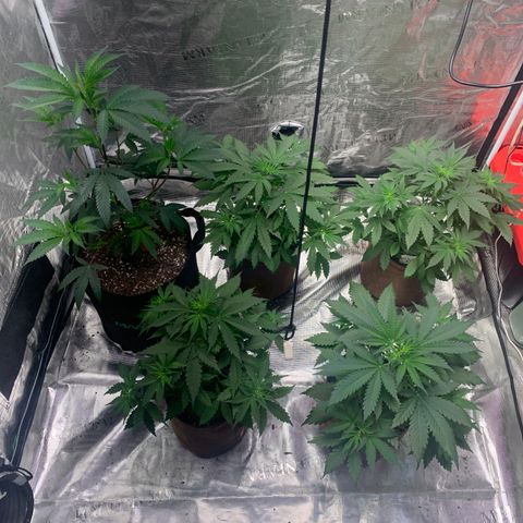 Northern Light Automatic #1 growlog timeline photo