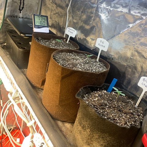 Northern Light Automatic #1 growlog timeline photo