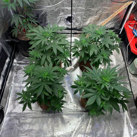 Northern Light Automatic #1 growlog timeline photo