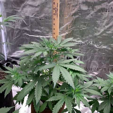 Northern Light Automatic #1 growlog timeline photo