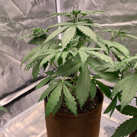 Northern Light Automatic #1 growlog timeline photo