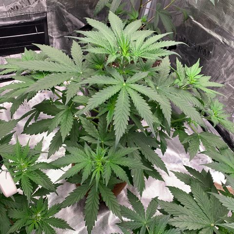 Northern Light Automatic #1 growlog timeline photo