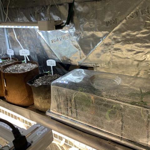 Northern Light Automatic #1 growlog timeline photo