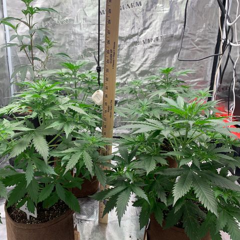 Northern Light Automatic #1 growlog timeline photo