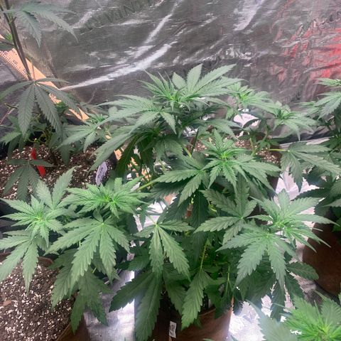 Northern Light Automatic #1 growlog timeline photo