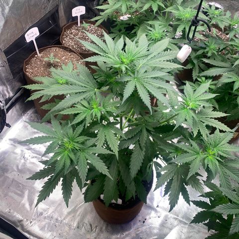 Northern Light Automatic #1 growlog timeline photo
