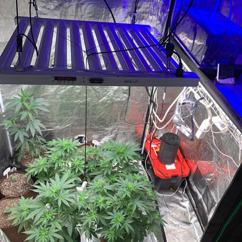 Northern Light Automatic #1 growlog timeline photo
