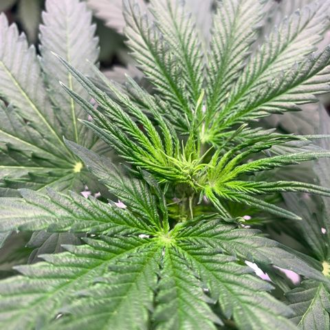 Northern Light Automatic #1 growlog timeline photo