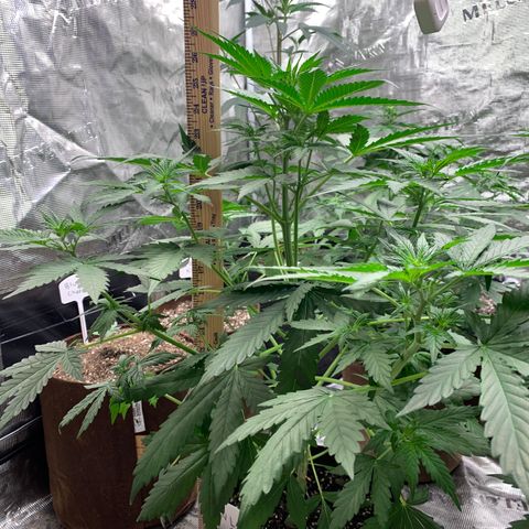 Northern Light Automatic #1 growlog timeline photo