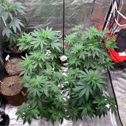 Northern Light Automatic #1 growlog timeline photo