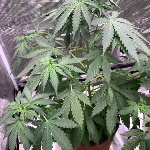 Northern Light Automatic #1 growlog timeline photo