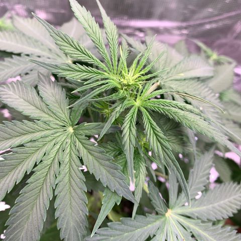 Northern Light Automatic #1 growlog timeline photo